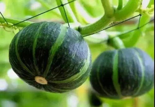 山东两位网红吃瓜视频曝光 第2张 山东两位网红吃瓜视频曝光 第2张